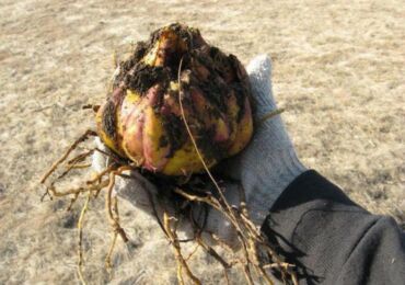 Lys: préparation pour l'hiver et abri pour l'hiver. Stockage des bulbes de lys