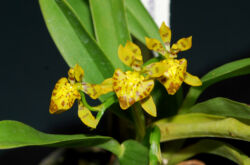 Oncidium - soins à domicile. Cultiver des orchidées oncidium, repiquer et reproduire. Description. Une photo