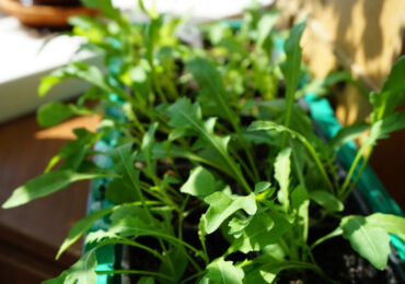 Comment faire pousser de la roquette sur un rebord de fenêtre. Faire pousser de la roquette à la maison