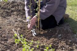 Planter des cassis en automne