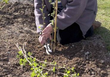 Planter des cassis en automne