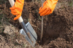 Planter un abricot. Comment planter correctement un abricot