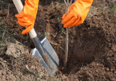 Planter un abricot. Comment planter correctement un abricot