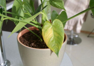 Pourquoi les feuilles d'anthurium jaunissent-elles: raisons, que faire?