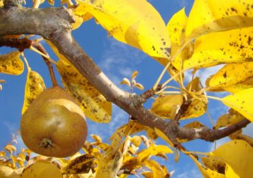 Soin des poires à l'automne et préparation pour l'hiver