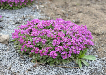 Les plantes couvre-sol les plus brillantes pour le jardin