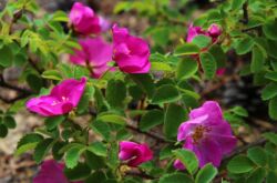 La rose musquée est une rose sauvage.Églantier culturel: description, espèces, variétés et hybrides modernes