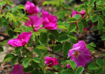 La rose musquée est une rose sauvage. Églantier culturel: description, espèces, variétés et hybrides modernes