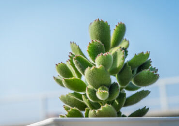 Cotyledon - soins à domicile. Culture, transplantation et reproduction de cotylédons. Description, types. Une photo