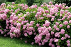 Plante d'arbre d'hortensia