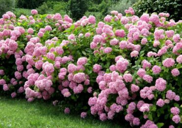 Plante d'arbre d'hortensia