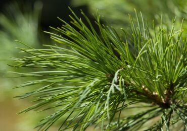 Planter et entretenir un cèdre. Cultiver du cèdre de Sibérie à partir de graines