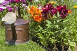 Top dressing de lis au printemps. Quoi et quand nourrir les lis pendant la floraison