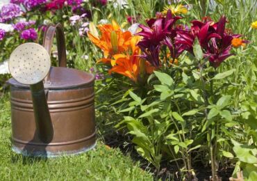 Top dressing de lis au printemps. Quoi et quand nourrir les lis pendant la floraison