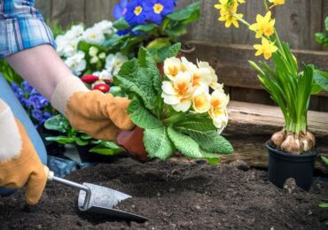 Planter des fleurs pour les semis. Cultiver des semis de fleurs, semer des graines pour les semis