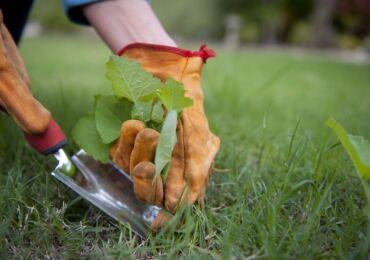 Mauvaises herbes utiles et cicatrisantes dans le pays