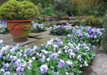 Choisir des plantes pour les bordures. Fleurs de bordure: sélection de plantes vivaces et annuelles