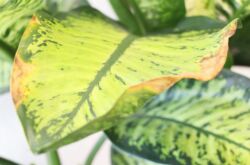 Pourquoi les feuilles de Dieffenbachia sèchent-elles et jaunissent-elles? Maladies de Dieffenbachia, comment aider la plante