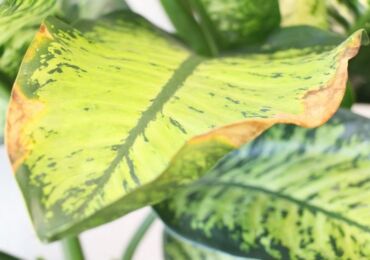 Pourquoi les feuilles de Dieffenbachia sèchent-elles et jaunissent-elles? Maladies de Dieffenbachia, comment aider la plante