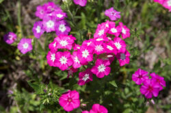 Phlox Drummond - plantation et entretien en plein champ. Cultiver le phlox de Drummond à partir de graines, méthodes de reproduction. Description, types. Une photo