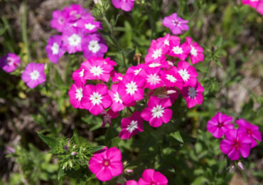 Phlox Drummond - plantation et entretien en plein champ. Cultiver le phlox de Drummond à partir de graines, méthodes de reproduction. Description, types. Une photo