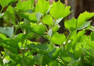 Plante livèche