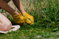 Préparations et remèdes contre les mauvaises herbes. Comment choisir un bon contrôle des mauvaises herbes