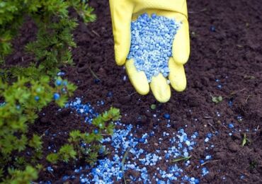 Engrais pour conifères. Comment nourrir correctement les conifères