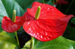 Anthurium Andre - soins à domicile. Culture de l'anthurium André, transplantation et reproduction. Description. Une photo