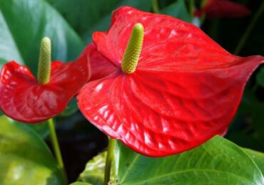 Anthurium Andre - soins à domicile. Culture de l'anthurium André, transplantation et reproduction. Description. Une photo