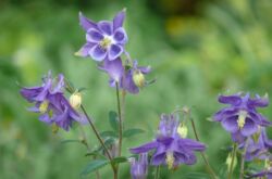 Usine d'Aquilegia