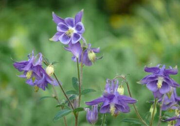 Plante Aquilegia