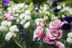 Eustoma - plantation et entretien en plein champ. Culture d'eustoma à partir de graines, méthodes de reproduction. Description, types. Une photo