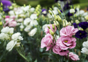 Eustoma - plantation et entretien en plein champ. Culture d'eustoma à partir de graines, méthodes de reproduction. Description, types. Une photo