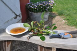 Propagation des roses par boutures: les meilleurs moyens d'enraciner les boutures de roses dans le jardin et à la maison