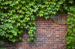 Raisins ornementaux pour l'aménagement de jardins verticaux