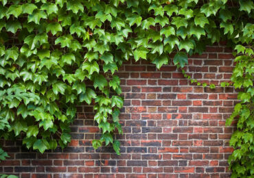 Raisins ornementaux pour l'aménagement de jardins verticaux