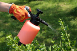 Produits biologiques pour la protection des plantes contre diverses maladies