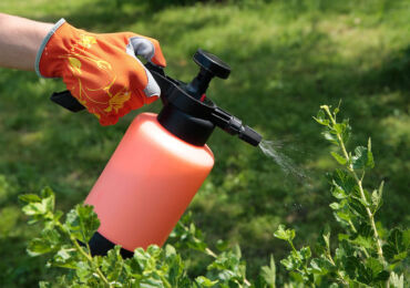 Produits biologiques pour la protection des plantes contre diverses maladies