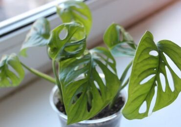 Reproduction de monstera - boutures, couches, feuilles