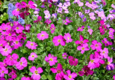 Fleur d'Aubriet - plantation et entretien en plein champ. Obriété croissante à partir de graines, méthodes de reproduction. Description, types. Une photo