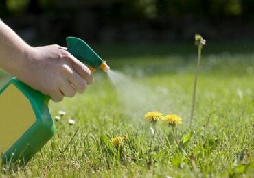 Comment se débarrasser des pissenlits dans le jardin. Contrôle du pissenlit