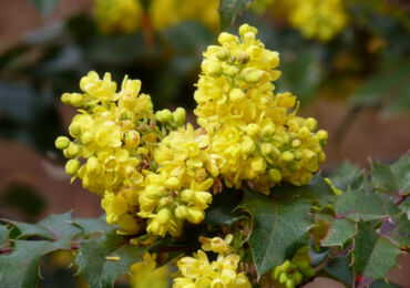 Magonia - plantation et entretien en plein champ. Culture du houx de Mahonia, méthodes de reproduction. Description, types. Une photo