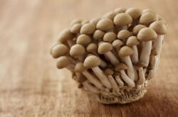 Cultiver des agarics au miel à la maison: technologie et conseils