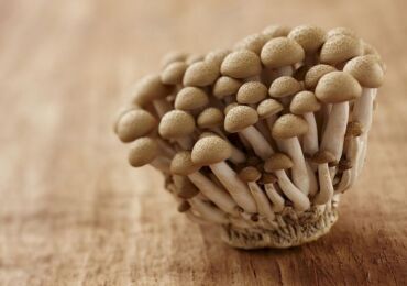 Cultiver des agarics au miel à la maison: technologie et conseils