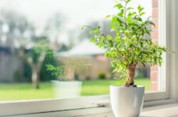 Quelle fleur d'intérieur vaut-il mieux donner? Comment choisir une fleur pour un cadeau, quelles fleurs ne peuvent pas être offertes