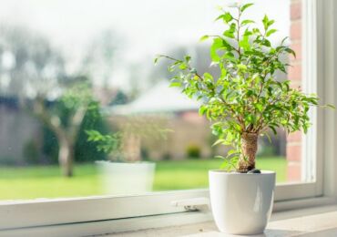 Quelle fleur d'intérieur vaut-il mieux donner? Comment choisir une fleur pour un cadeau, quelles fleurs ne peuvent pas être offertes