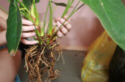 Comment transplanter correctement l'anthurium à la maison