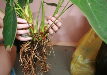 Comment transplanter correctement l'anthurium à la maison