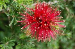 Callistemon - soins à domicile. Culture, transplantation et reproduction de Callistemon. Description, types. Une photo